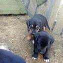 Well bred Handy working dog pups-1