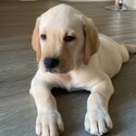 Lovely Labrador-5