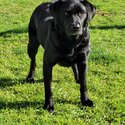 Beautiful Labrador Retriever puppies 