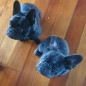French Bulldog Puppies -5