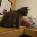 Free adoption baby Russian blue-0