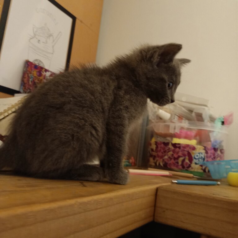 Free adoption baby Russian blue