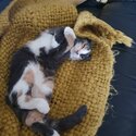 A Pair of Nice Looking Kitties!-2