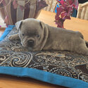 French Bulldog Puppies -4
