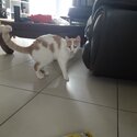 Lost cat needs new home-3
