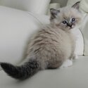 Adorable Ragdoll kitten