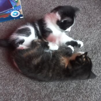 Kittens free. One month old now ready for new home mid February. 