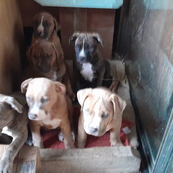Amstaff Bulldog x puppies