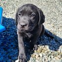 Labrador puppies for sale -0