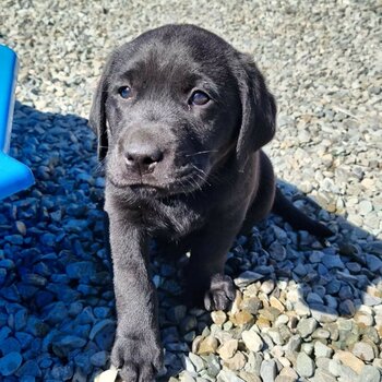 Labrador puppies for sale 