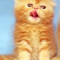 PERSIAN KITTENS 