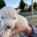 American Bulldog Puppies -4