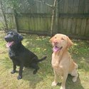 2 Labradors -1