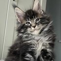 Maine coons-2