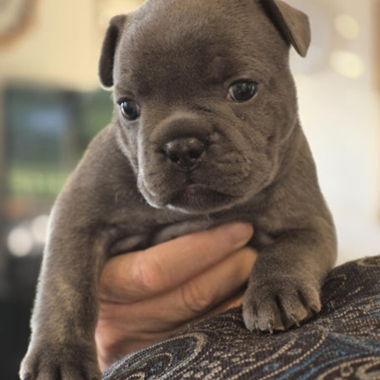 French Bulldog Puppies 