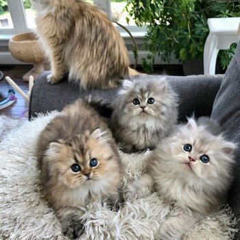 PERSIAN KITTENS 