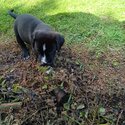 Labrador X springer spaniel puppies -0