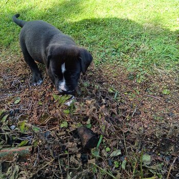 Labrador X springer spaniel puppies 