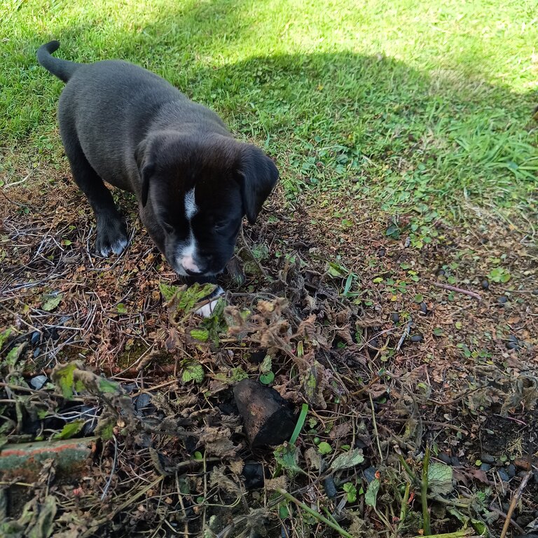 Labrador X springer spaniel puppies 