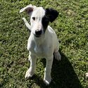 Border collie puppy-4