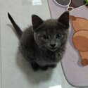 Free adoption baby Russian blue-4