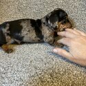 Miniature Dachshund puppies -5