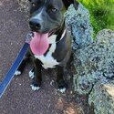 StaffyBoxer cross, 8month male, chocolate colour-2