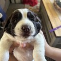 English Springer spaniël puppy for sale-1