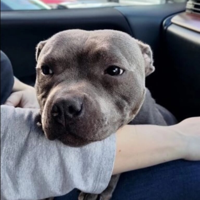 WANTED HOME, FOR THIS ENGLISH STAFFY AND CHIHUAHUA DOG🐾(YOU MUST READ ADVERT!!!!)