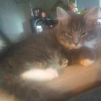 X3 Fur Babies!!!