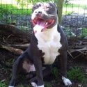 Pure bred blue American Staffordshire pups-2