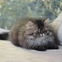 Adorable persian kittens