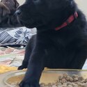 Beautiful Labrador Retriever puppies -3