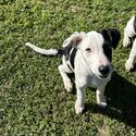 Border collie puppy-2