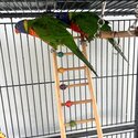 Beautiful Rainbow Lorikeets (PAIR)-1