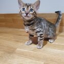 Adorable Bengal Kitten Available.-0