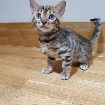 Adorable Bengal Kitten Available.