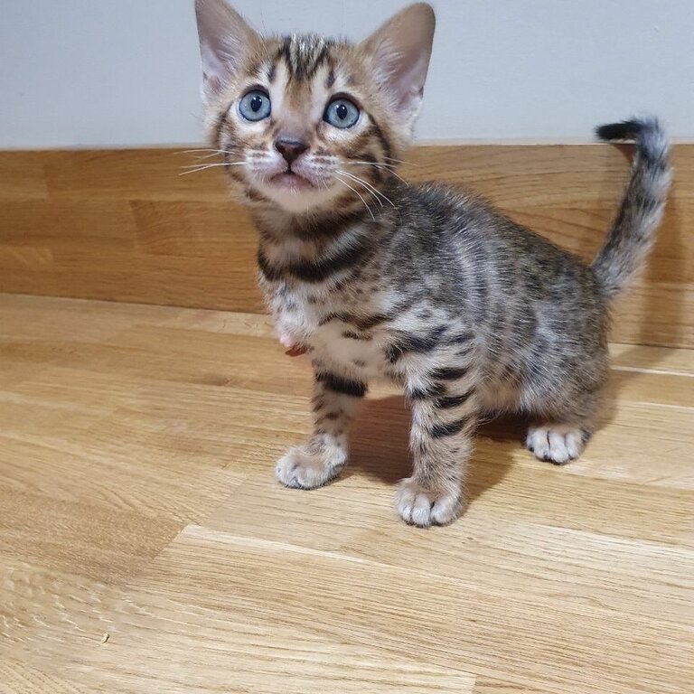 Adorable Bengal Kitten Available.
