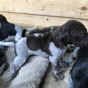 German Shorthaird Points Puppys -3