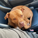 Hoping to leave Zoey in foster care for a year -0