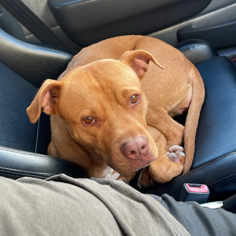 Hoping to leave Zoey in foster care for a year 