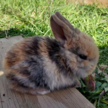 Gorgeous Minilop Baby Rabbit