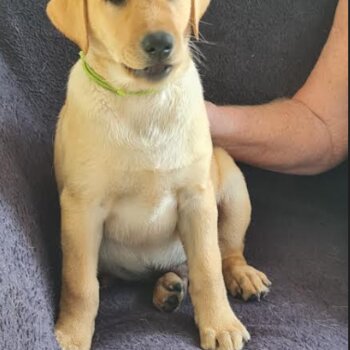 Purebred Golden Labs ( Red Fox)