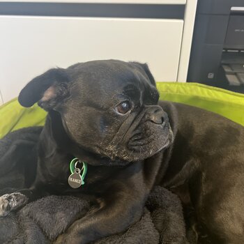 Our beautiful Frenchie pug needs a loving home!