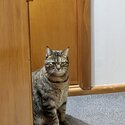 Tabby short haired cat-3