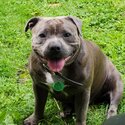 Female blue brindle staffy for sale-1