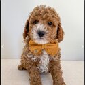 Cavoodles puppies and adult for Adoption Male and female for details email Murbyjay@ gmail . com-5