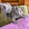 Russian blue kittens 