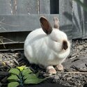 2 adorable rabbits -3