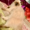 Pure breed Ragdoll-2